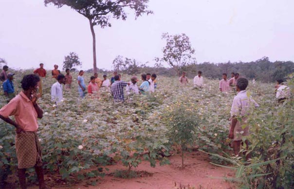 前来朋努卡拉村参观的农民学习使用“陷阱植物”（右前方）吸引害虫远离棉花作物。