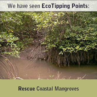Thailand - Trang Province - Taking Back the Mangroves with Community Management