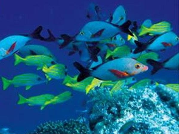 Fish on Apo Island’s coral reef