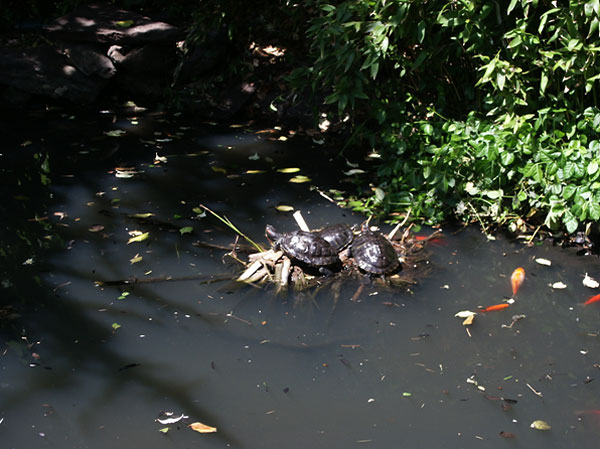Turtles and goldfish in a garden pond