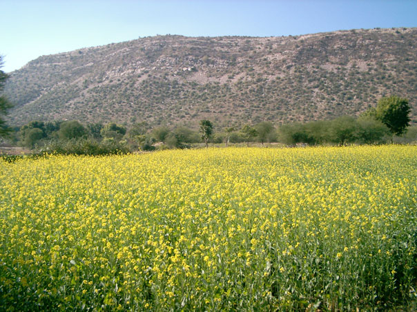 Irrigated mustard field