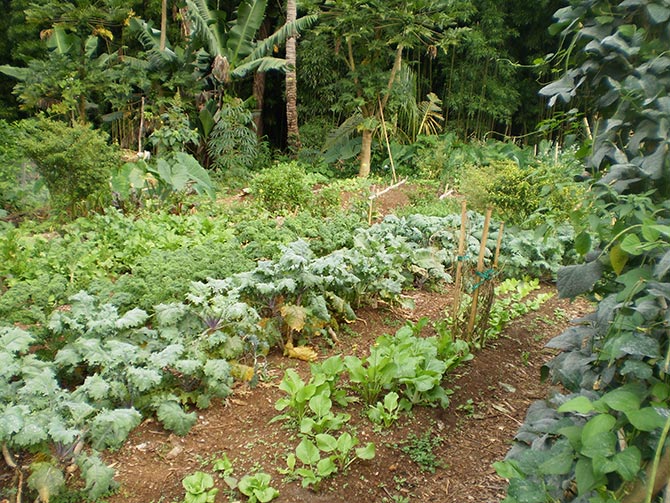 Ho‘oulu ‘Aina organic community garden