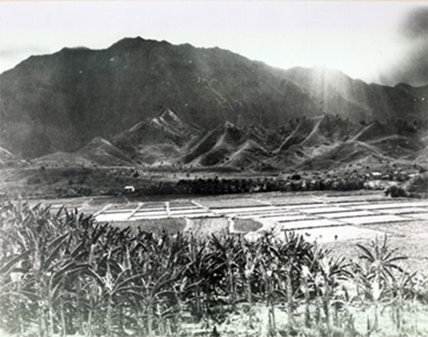 Figure 6. Hoi Wetland, 1920s