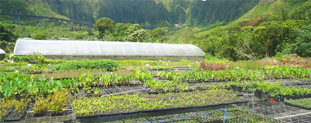 Figure 8. Hui Kū Maoli Ola native plant nursery