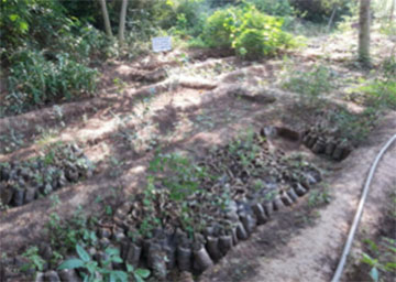 Nursery at KRAPAVIS Bakhtpura center which supplies 50,000 saplings to orans each year