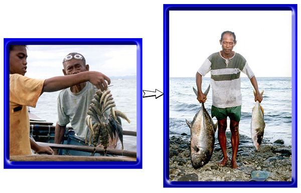 Reef fish before establishing the sanctuary and 10 years afterwards