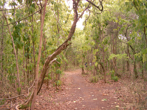 Khao Dins community forest in the dry season