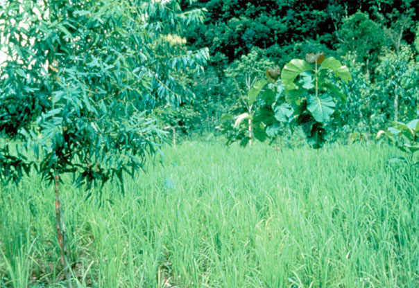 Useful trees mixed into a rice field. Forest can be seen in the background.