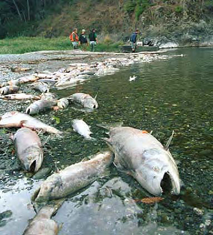 Figure 10. September 2002 salmon die-off
