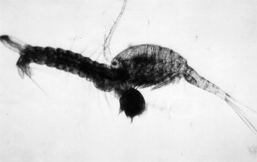 Above: Mesocyclops aspericornis seizing an Ae. aegypti larva.
