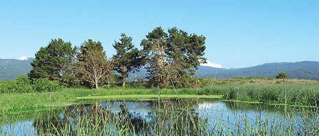 Humboldt County, California decided to treat wastewater as a resource rather than a problem, and built the Arcata Marsh and Wildlife Sanctuary. The marsh relies on natural systems to filter the city's sewage.