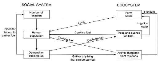 Figure 1. Cooking fuel and deforestation: chain of effects and positive feedback loops through ecosystem and social system that create a vicious cycle of progressively greater environmental deterioration (Source: Marten 2001).