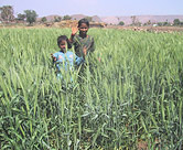 Rainwater Harvest - India