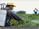 Escaping the pesticide trap (India)